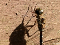 14797CrLeSh - Dragonfly sunning on the cottage   Each New Day A Miracle  [  Understanding the Bible   |   Poetry   |   Story  ]- by Pete Rhebergen